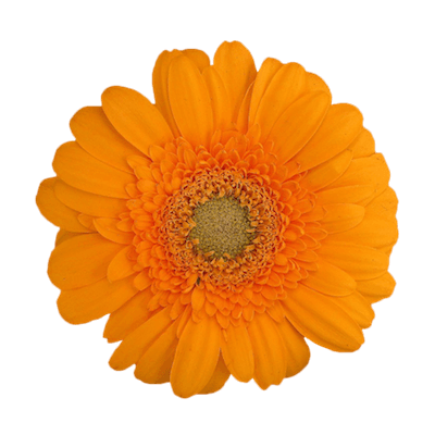 gemuesebild